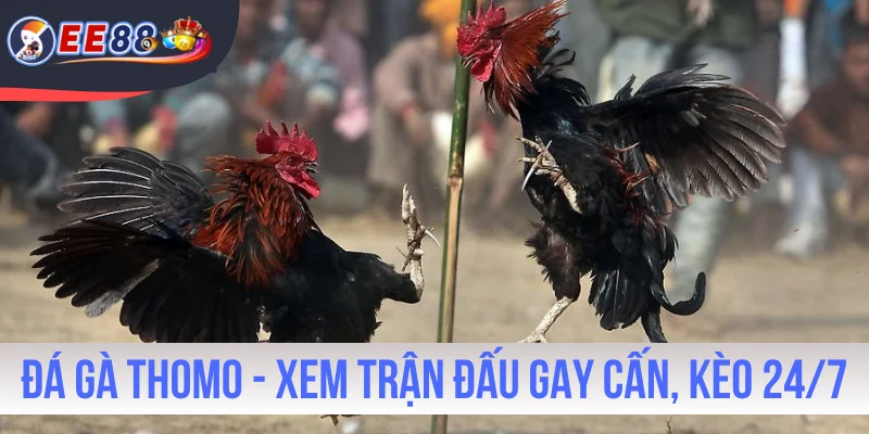 Đá Gà Thomo - Xem Trận Đấu Gay Cấn, Bắt Kèo Trực Tiếp 24/7