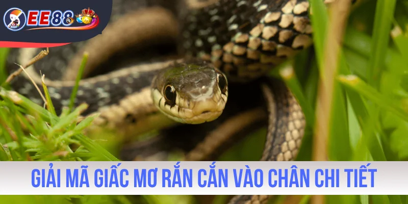 Giải mã giấc mơ rắn cắn vào chân chi tiết
