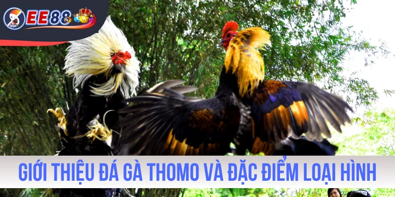 Giới thiệu đá gà Thomo và đặc điểm loại hình