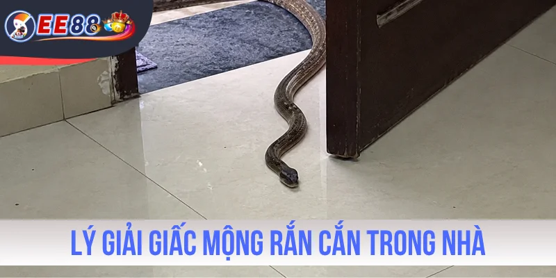 Lý giải giấc mộng rắn cắn trong nhà