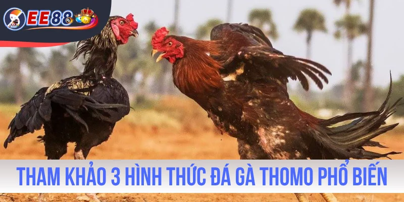 Tham khảo 3 hình thức đá gà Thomo phổ biến nhất