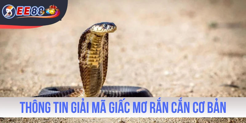 Thông tin giải mã giấc mơ rắn cắn cơ bản cần biết