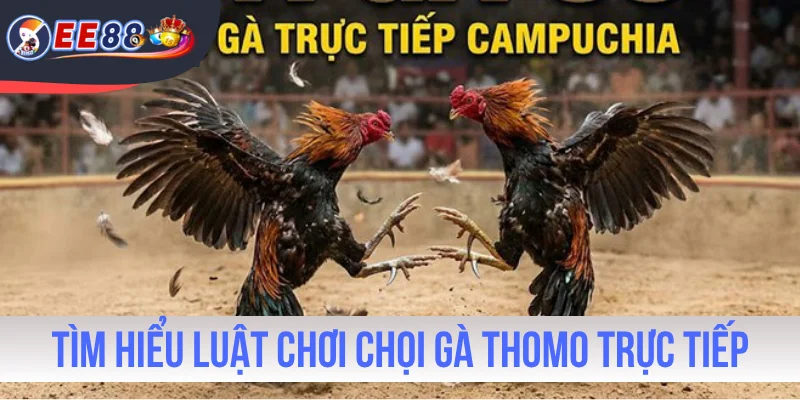 Tìm hiểu luật chơi chọi gà Thomo trực tiếp